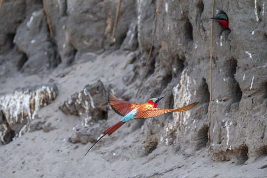 Breeding caves on the banks of the Kwando, Southern carmine bee-eater (Merops nubicoides), bee-eaters breeding, Kwando River, Zambezi region, Caprivi Strip, Namibia