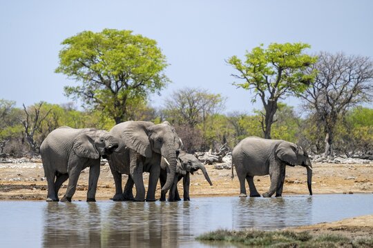 African elephant (Loxodonta africana) drinking at a watering hole, Etosha National Park, Namibia