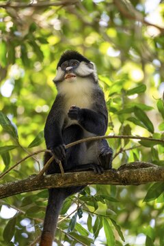 Red-tailed monkeys or Congo white-nosed monkeys (Cercopithecus ascanius schmidti), Kibale National Park, Uganda