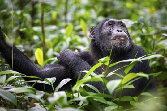 Animal portrait, chimpanzee (Pan Troglodytes) looking longingly, hopeful, adult male between leaves in the jungle, Kibale National Park, Uganda