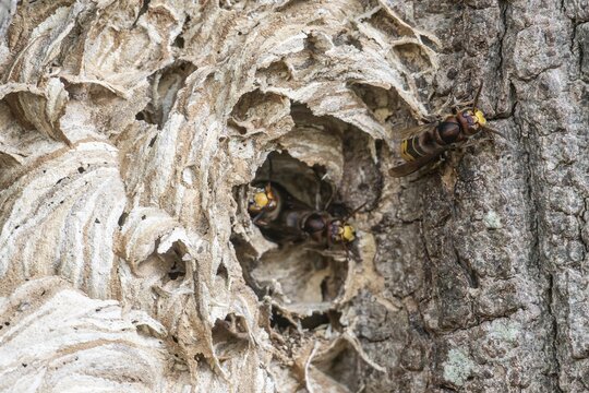Hornissen (Vespa crabro), Emsland, Lower Saxony, Germany