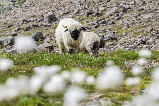 Two Valais Blacknose sheep (Ovis gmelini aries), in meadow with flowering white cotton grass, high alpine mountain valley, Obere Senner Egete, Stubai Alps, near Ridnaun, South Tyrol, Italy