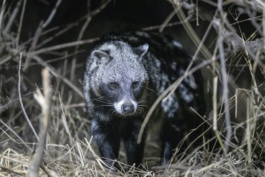 African civet (Civettictis civetta) at night, Kruger National Park, South Africa