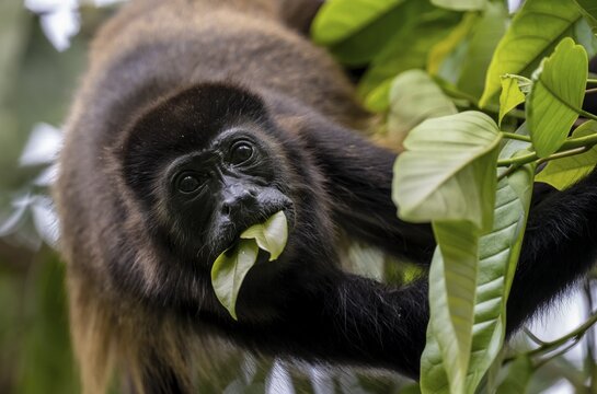 Mantled howler (Alouatta palliata) eating leaves in a tree, Cahuita National Park, Costa Rica