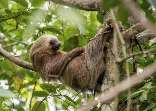 Hoffmann's two-toed sloth (Choloepus hoffmanni) on a branch, Cahuita National Park, Costa Rica
