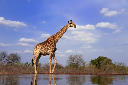 Southern giraffe (Giraffa camelopardalis giraffa), adult, at the water, Kruger National Park, Kruger National Park, Krugerpark, South Africa