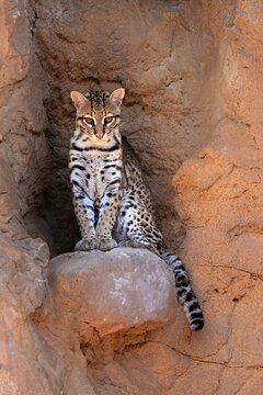 Ocelot (Leopardus pardalis), adult, sitting, at the den, alert, Sonora Desert, Arizona, North America, USA