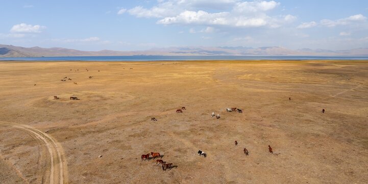 Herd of horses, Aerial view, Vast empty landscape at the mountain lake Song Kul in autumn, Moldo Too Mountains, Naryn region, Kyrgyzstan
