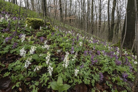 Hollow larkspur (Corydalis cava), Bad Iburg, Lower Saxony, Germany