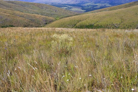 Serra da Canastra landscape and vegetation, Minas Gerais, Brazil