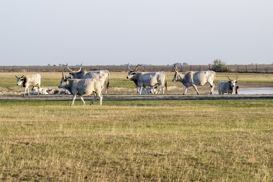 Hungarian steppe cattle (Bos taurus), Hungary