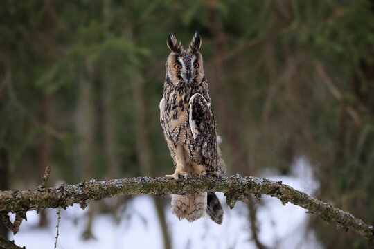 Long-eared owl (Asio otus), adult, perch, winter, snow, alert, Bohemian Forest, Czech Republic