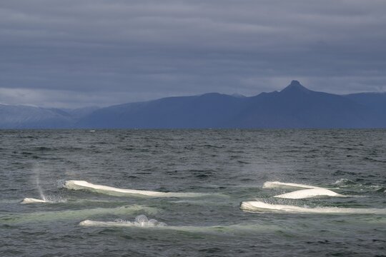 Group of belugas, beluga whales (Delphinapterus leucas), Kapp Wijk, Spitsbergen, Svalbard, Norway
