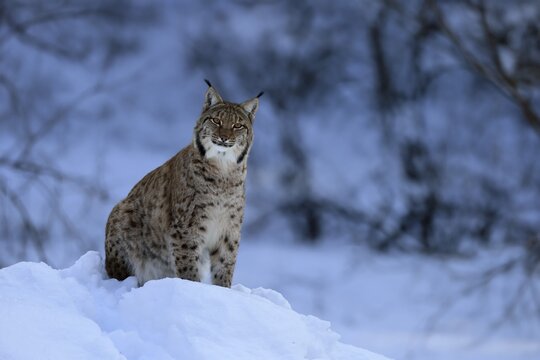 Carpathian lynx (Lynx lynx carpathicus), adult, in winter, in snow, alert, Bavarian Forest, Bavaria, Germany