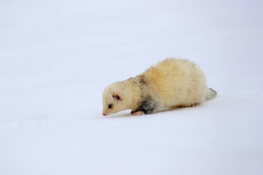 Ferret (Mustela putorius furo), adult, albino, in winter, in the snow, Bohemian Forest, Czech Republic