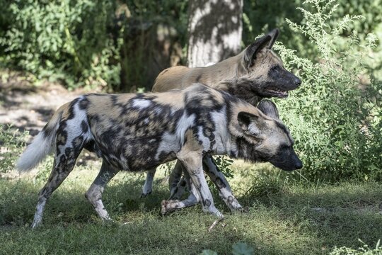 African wild dogs (Lycaon pictus), captive, Germany