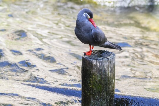 Inca tern (Larosterna inka), captive, Germany