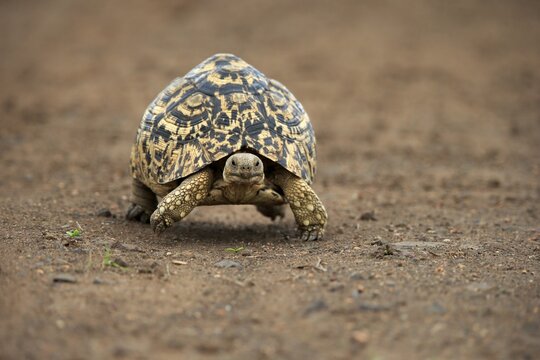 Leopard tortoise (Testudo pardalis), adult, walking, foraging, Kruger National Park, South Africa