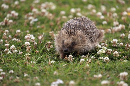 European hedgehog (Erinaceus europaeus), adult, daytime, meadow, running, foraging, Surrey, England, Great Britain