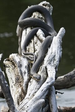 Grass snake (Natrix natrix), Emsland, Lower Saxony, Germany
