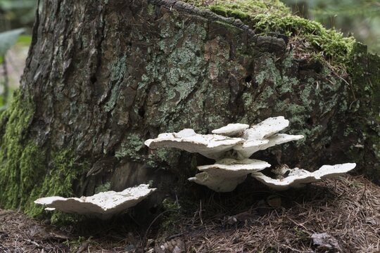 Hairy bracket (Trametes hirsuta), Emsland, Lower Saxony, Germany
