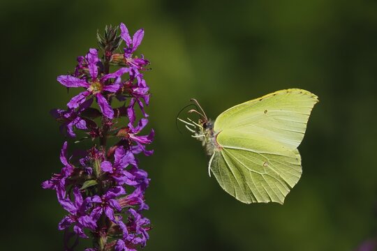 Brimstone (Gonepteryx rhamni) approaching flower of purple loosestrife (Lythrum salicaria), Hesse, Germany