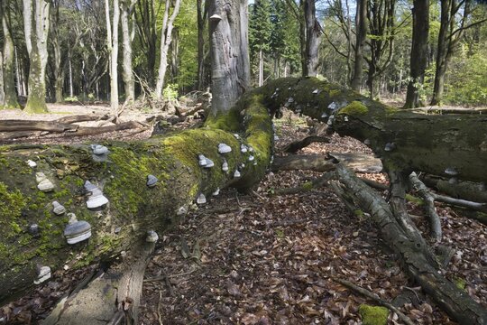 Dead copper beech (Fagus sylvatica) with fungal infestation, scale (Fomes fomentarius), Emsland, Lower Saxony, Germany