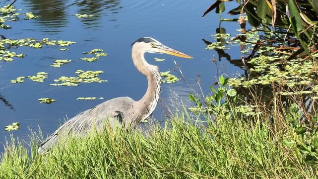 Great blue heron (binomial name: Ardea herodias) hunting along the edge of a pond, once part of a municipal golf course converted to a nature park, in Sarasota, Florida. Green space in an urban area.