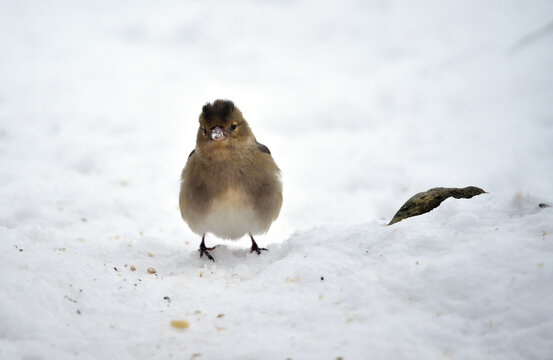 Buchfink im Schnee