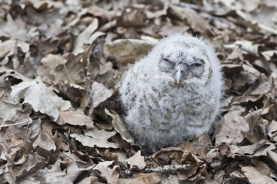 Young Tawny Owl (Strix aluco), branchling, Emsland, Lower Saxony, Germany