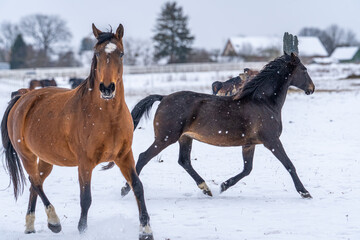 Young brown horse trotting in snowy winter pasture with herd feeding in background, rural farm life and equine vitality concept