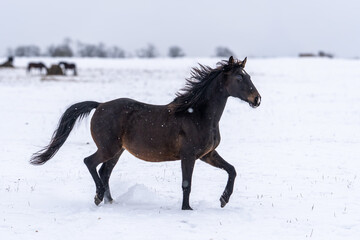 Dark brown horse trotting in snowy winter field with herd and hay in distance, dynamic rural countryside farm scene