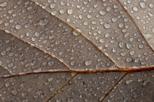 Water drop on leaf, Hohenlohe, Baden-W&uuml;rttemberg, Germany