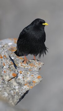 Alpine chough (Pyrrhocorax graculus), on a lichen-covered rock, Valais, Switzerland