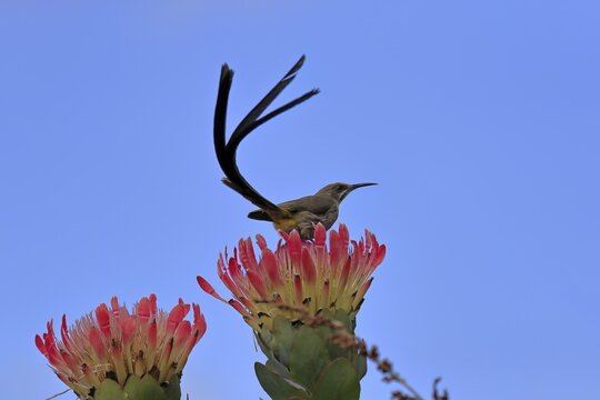 Cape sugarbird (Promerops cafer), adult, male, on flower, Protea, Kirstenbosch Botanic Gardens, Cape Town, South Africa