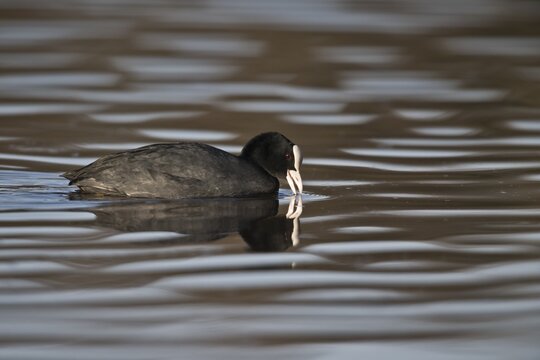 Common coot (Fulica atra), Emsland, Lower Saxony, Germany