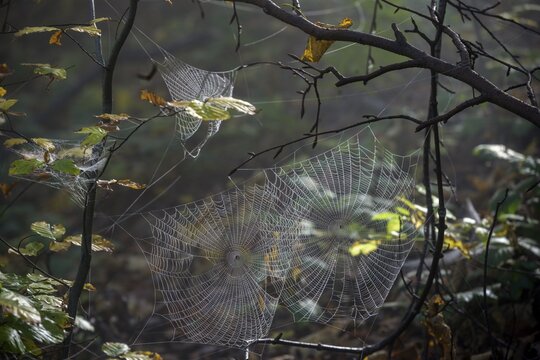 Spider webs wetted by dew, Araburg, Kaumberg, Lower Austria, Austria