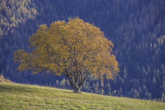 Meadow and single tree, Refugio Predaia Ai Todes Ci, Predaia, Trentino, Italy