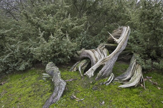 Old common juniper (Juniperus communis), Emsland, Lower Saxony, Germany