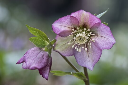 Lenzrose (Helleborus orientalis hybrid), Emsland, Lower Saxony, Germany
