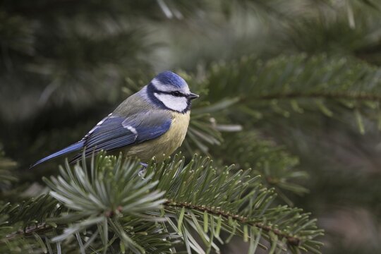 Blue Tit (Parus caerulea), Emsland, Lower Saxony, Germany