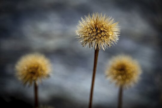 Withered mountain flower with dewdrops, St Moritz, Engadin, Grisons, Switzerland