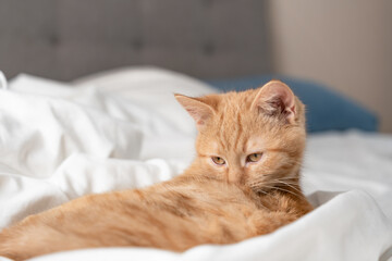 Ginger tabby kitten grooming while lounging on white bed sheets in soft sunlight, cozy bedroom interior with shallow depth of field and copy space.