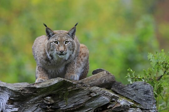 Eurasian lynx (Lynx lynx), adult, sitting on dead tree trunk, alert, Germany