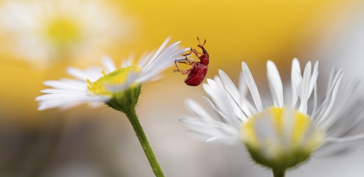 Red beetle on a white flower, shrew (Apion frumentarium), Bavaria, Germany
