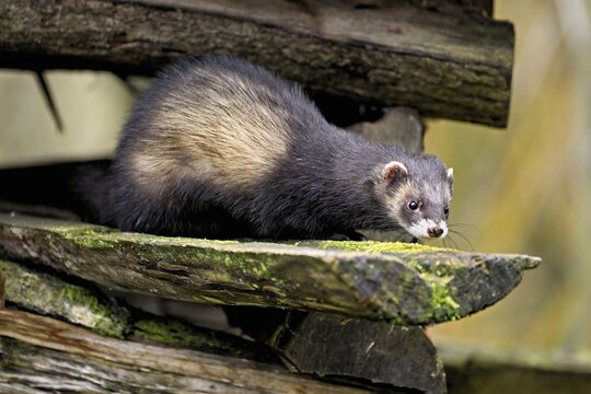 European polecat (Mustela putorius) also called ferret, sitting on wood pile, captive, Switzerland