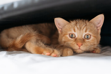 Ginger tabby kitten peeking from under a blanket on a bed, wide-eyed close-up in soft natural light, cozy home concept with copy space.