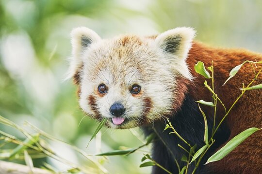 Red panda (Ailurus fulgens), captive, Switzerland