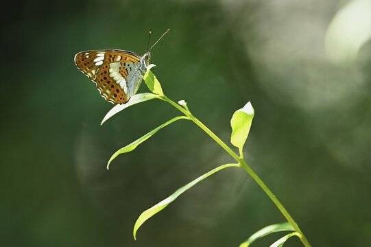 White admiral (Limenitis camilla) (Syn.: Ladoga camilla), lower view, Switzerland