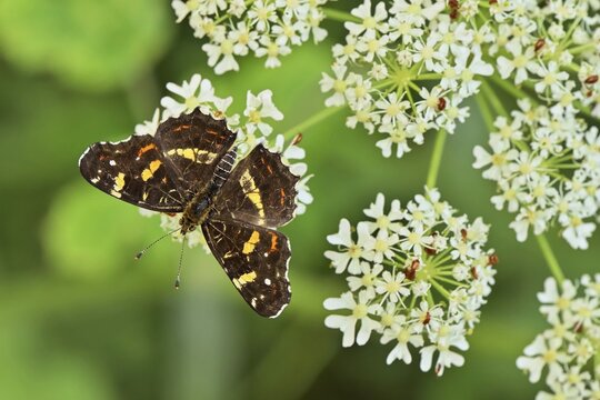 Map butterfly (Araschnia levana), summer generation, sitting on chervil (Anthriscus), Canton Zug, Switzerland